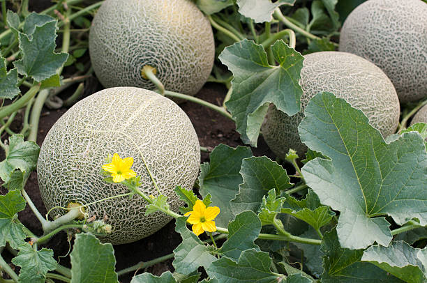 Melons in a vegetable gardeni selective focus on the front one